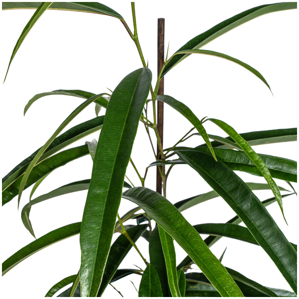 Ficus Binnendijkii Alii Ø17cm - ↕60 - 80cm
