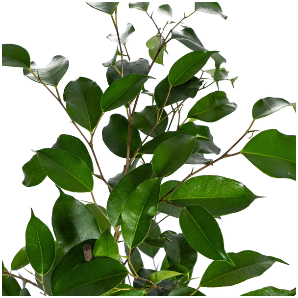 Ficus Benjamina Exotica Ø17cm - ↕60 - 80cm