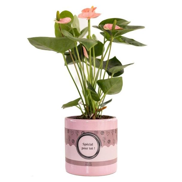 Anthurium Pink (Spirit) In P&PURE  SPECIAL POUR TOI  Verpakking - Ø12cm - ↕45cm