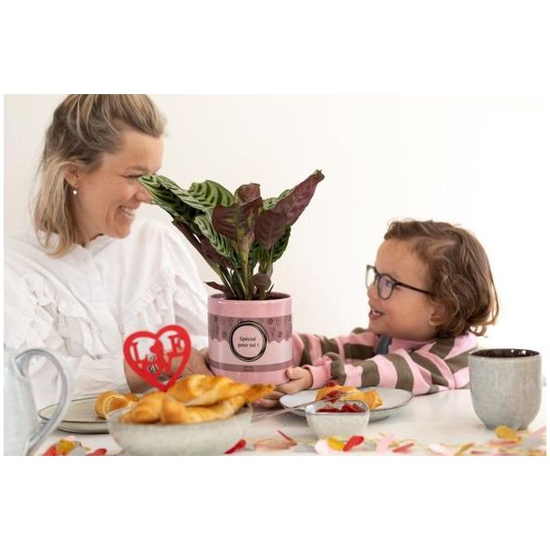 Ctenanthe Burle Marxii In P&PURE  SPECIAL POUR TOI  Verpakking - Ø12cm - ↕25cm