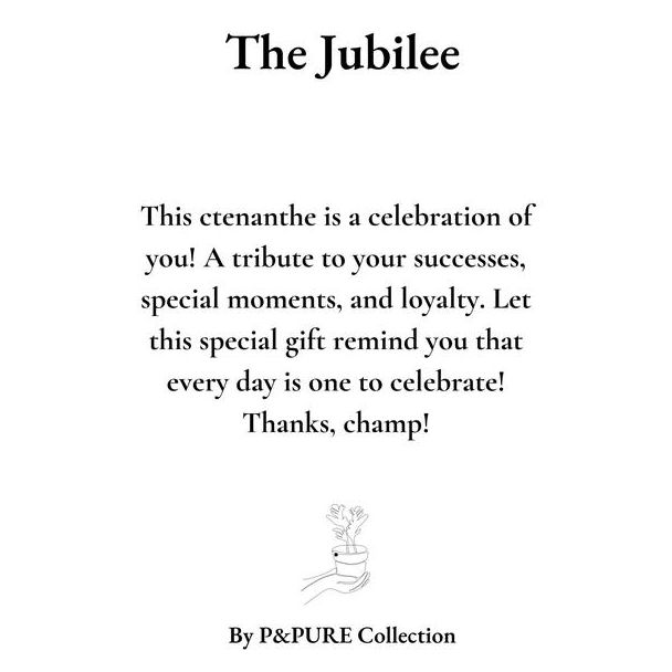 Ctenanthe Burle Marxii Gift  The Jubilee  WITH GREETING CARD! - Ø12cm - ↕25cm