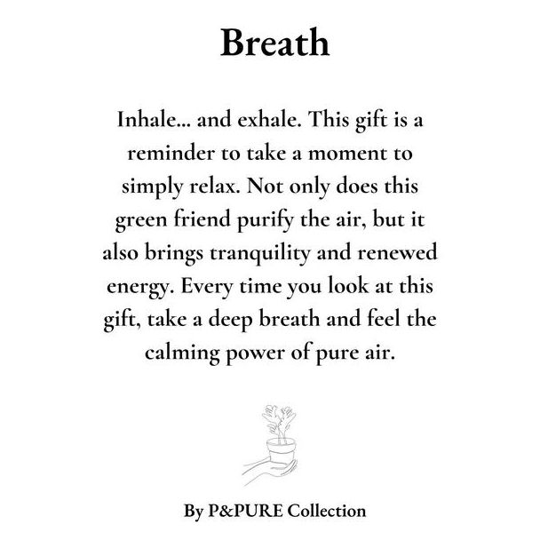 Nephrolepis Green Lady Gift  Breath  WITH GREETING CARD! - Ø12cm - ↕35cm