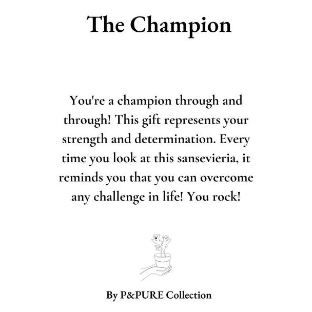 Sansevieria Gift  The Champion  WITH GREETING CARD! - Ø12cm - ↕30cm