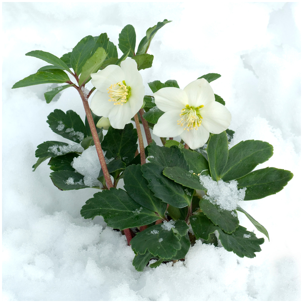 6x Helleborus niger  Christmas Carol  | Ø 12 cm  | ↕ 20 cm 