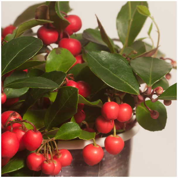 6 stuks Gaultheria procumbens ‘Big Berry,  Wintergroene Buitenplant, Rode Bessen, Niet Giftig, Bergthee, Winterhard, Pot Ø12 cm, Hoogte 15 tot 20 cm