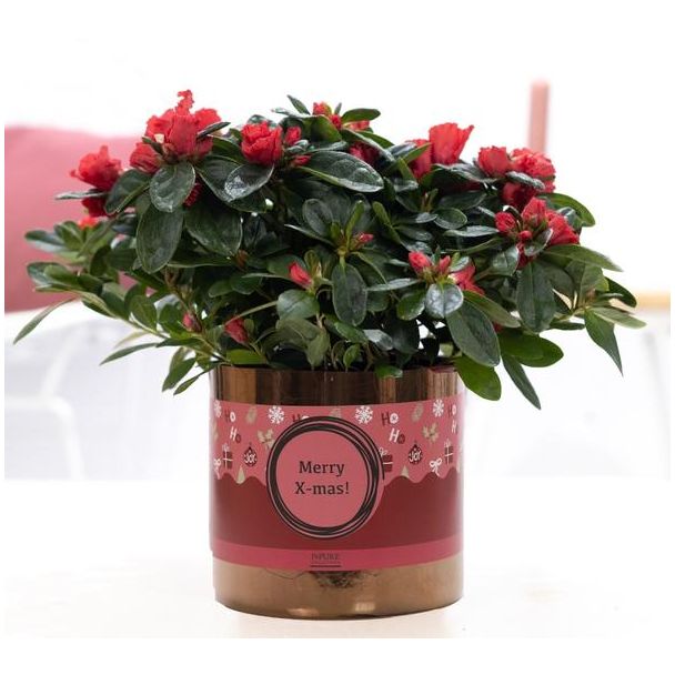 1st Class Azalea Red In P&PURE Ceramics Goldbronze + XMAS Sleeve - Ø12cm - ↕25cm