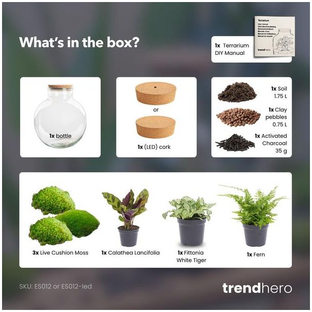 Kado Tip! DIY Planten Terrarium (met verlichting), Bolder Bob met Kurk, Ø31cm, ↑ 30cm,  Zelfvoorzienend Ecosysteem , Complete Set met Planten en Mossen zonder Tools, Onderhoudsarm, Eyecatcher