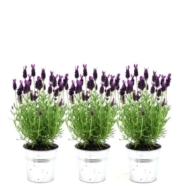 De Kuiflavendel op Stam in Sierpot, 3 Stuks, Kleur Lila/Paars, Tuinplanten, Terrasplanten, Balkonplanten,  Lavandula stoechas Anouk®  in  Old Look  sierpot - 13 cm pot -Franse Lavendels in Sierpot