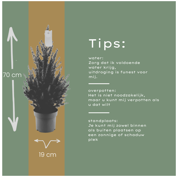 Mooie Kerstboom, Picea glauca Conica ‘December’®,  Kegelvormig , Compacte Dwergspar, – 70 cm Hoog, Vers van de Kwekerij