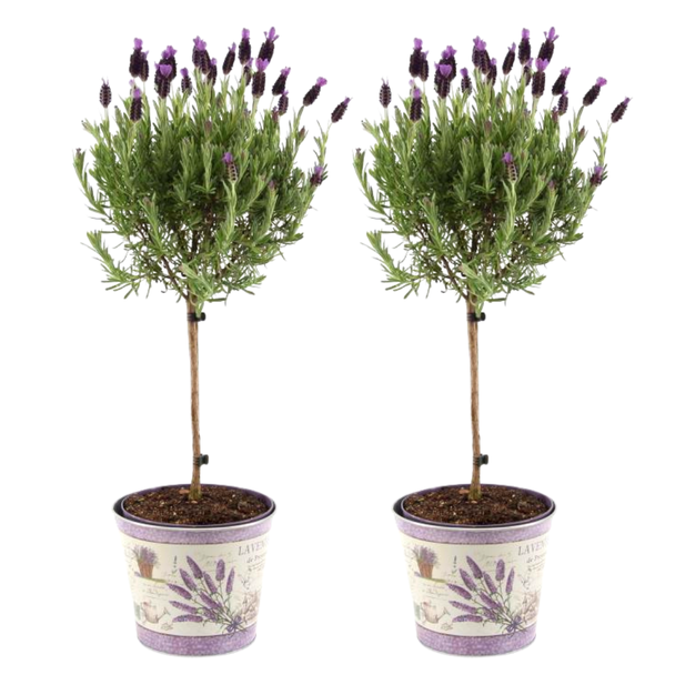 De Kuiflavendel op Stam in Sierpot, 2 Stuks, Kleur Lila/Paars, Tuinplanten, Terrasplanten, Balkonplanten,  Lavandula stoechas Anouk® op stam in Lavendelprint sierpot - 15 cm pot - Franse Lavendels op stam in sierpot