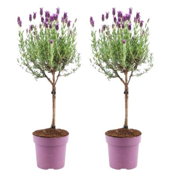 a-De Kuiflavendel op Stam, 2 Stuks, Kleur Lila/Paars, Tuinplanten, Terrasplanten, Balkonplanten, Lavandula stoechas Anouk® 15 cm pot , Franse Lavendels op stam