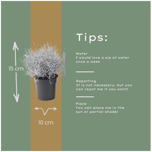 6 stuks Zilverstruikjes, Wit/Grijze Tuinplant, Niet giftig, Pot Ø10 cm, ↕ ±15 cm