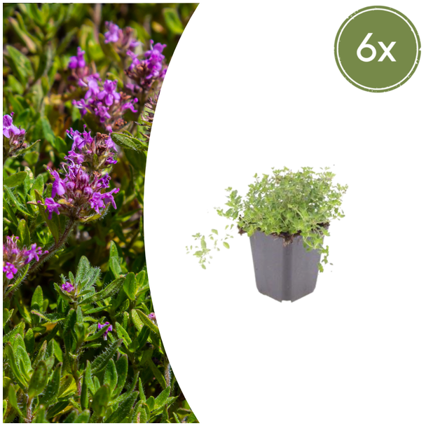 6x thymus serpyllum - ↕10-25cm - Ø9cm 