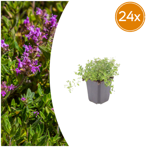 24x thymus serpyllum - ↕10-25cm - Ø9cm 
