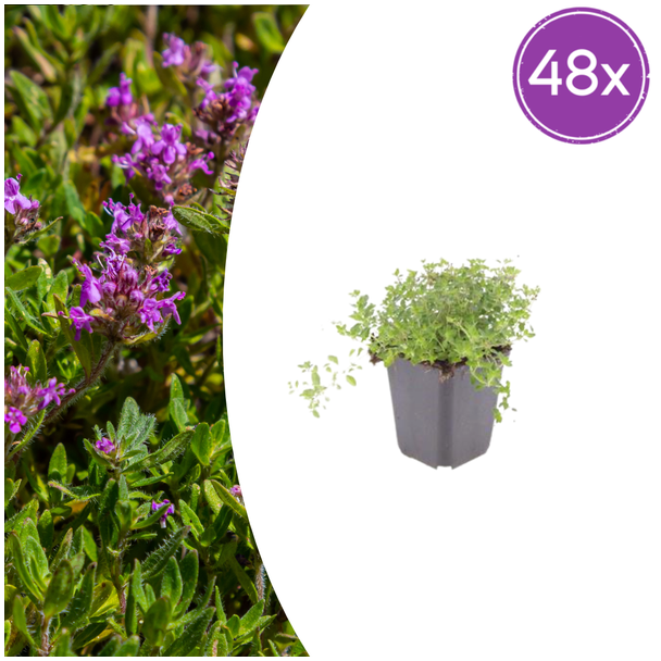 48x thymus serpyllum - ↕10-25cm - Ø9cm 