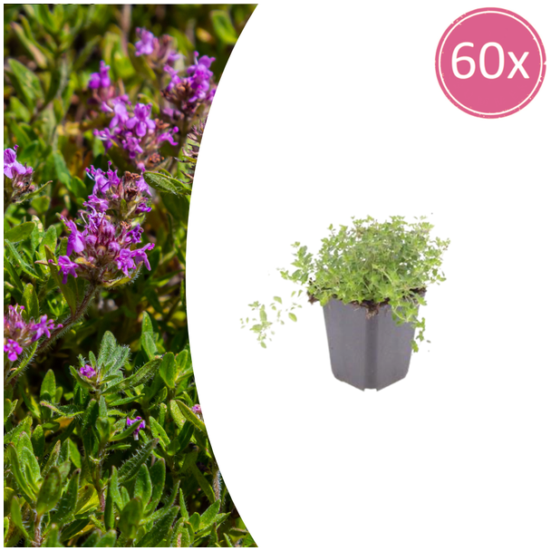 60x thymus serpyllum - ↕10-25cm - Ø9cm 
