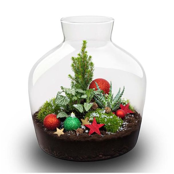 Holly Christmas terrarium - Bottle garden DIY kit - Ø 29 cm ↑ 30
