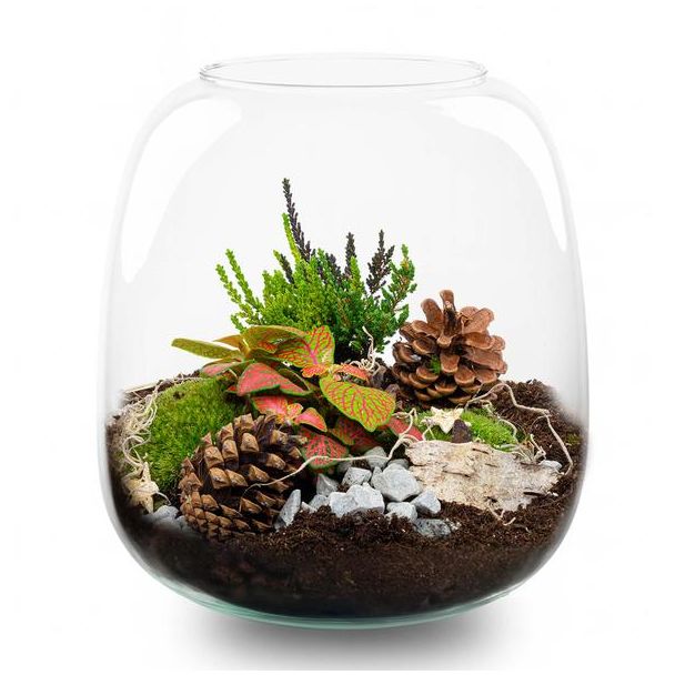 Berry Kerstmis terrarium - Planten terrarium  - DIY kit Christmas - Ø 19 cm ↑ 20 cm