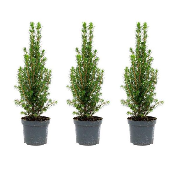 3x Mini Christmas Tree - Picea Glauca Perfecta - 25-30 cm