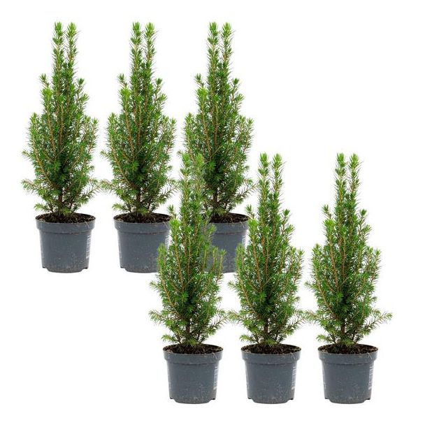 6x Mini-Kerstboom - Chamaecyparis - 25-30 cm