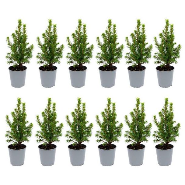 12x Mini-kerstboom - ↑15-20 cm - Ø 6 cm Picea Glauca Perfecta