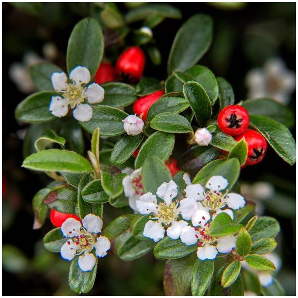 6 Stuks Dwergmipel, Veelzijdige Bodembedekker, Witte Bloementjes, Rode Besjes in het Najaar, Cotoneaster dammeri - ↕10-25cm - Ø9cm