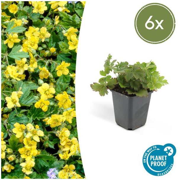 Goudaardbei, gele bodembedekker die plat groeit, 6 x, ?10-25cm - 9cm