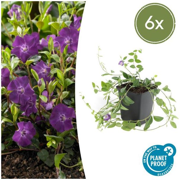 6 x kleine maagdenpalm (Vinca minor Atropurpurea), krachtige bodemdekker met paarse bloemen