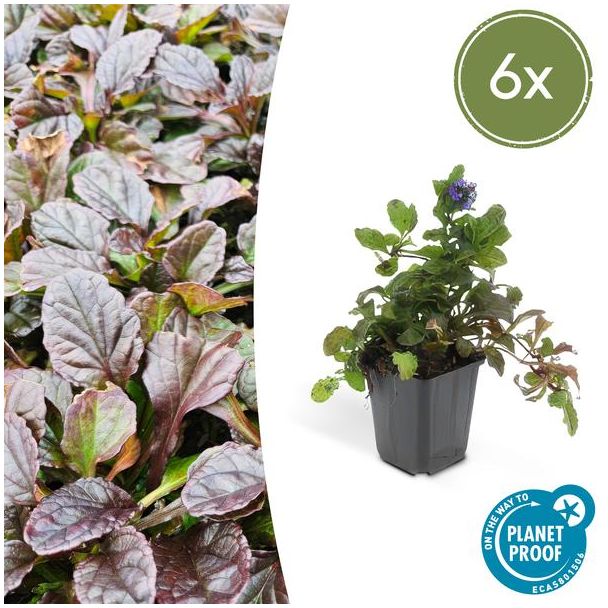 6x kruipend zenegroen - Ajuga reptans - ↕10-25cm - Ø9cm - ideale bodembedekker