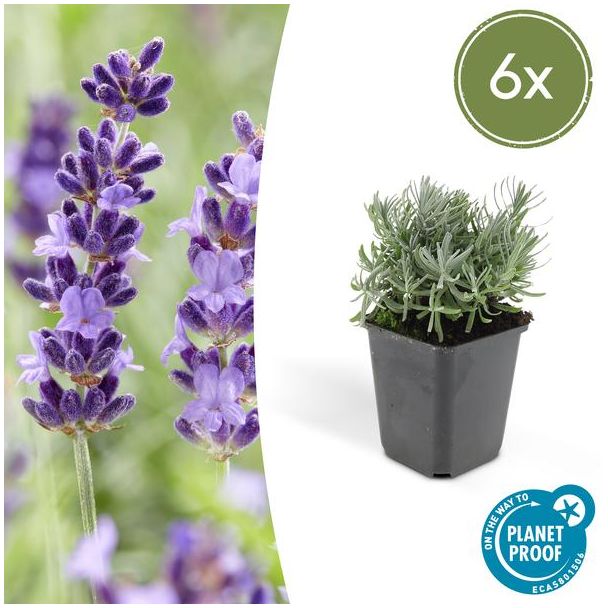 Smalbladige lavendel 6 x, Lavandula 'Hidcote', 10 tot 25 cm hoog en 9 cm diameter