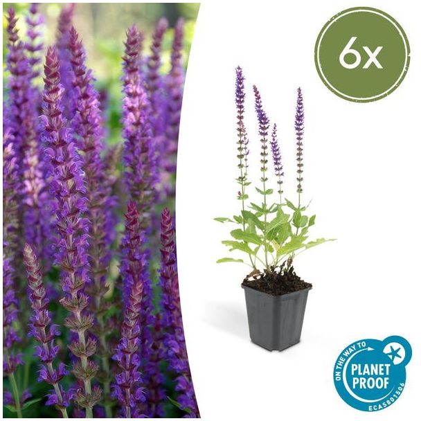 6 Stuks, Bos-Salie of Ostfriesland’, Rijke Paarse Bloemen, Salvia nem.  Ostfriesland  - ↕10-25cm - Ø9cm