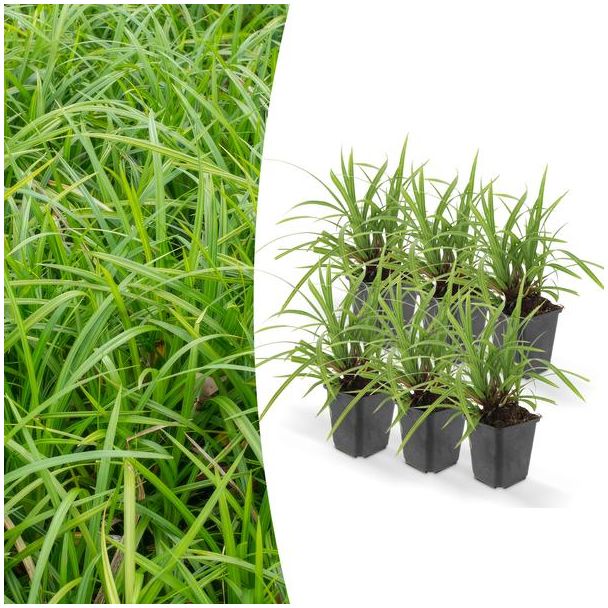 6x Japanse zegge'Irish Green'  Carex morrowii, onderhoudsvriendelijke buitenplant