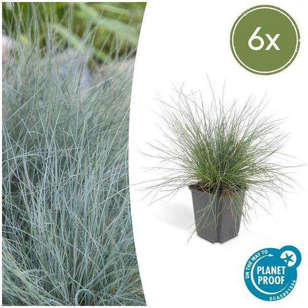 6x blauw schapengras Festuca glauca 'Elijah Bleu' - ↕10-25cm - Ø9cm - siergras - viltgras