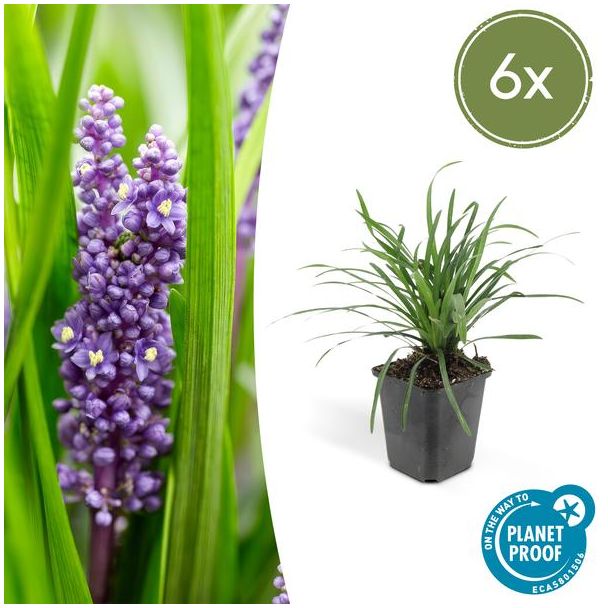 Leliegras (Liriope muscari 'Big Blue') x6, frisse bodembedekker