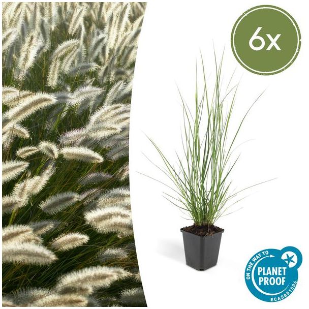6x Lampenpoetsergras 'Hameln' (Pennisetum alopecuroides 'Hameln') - siergras