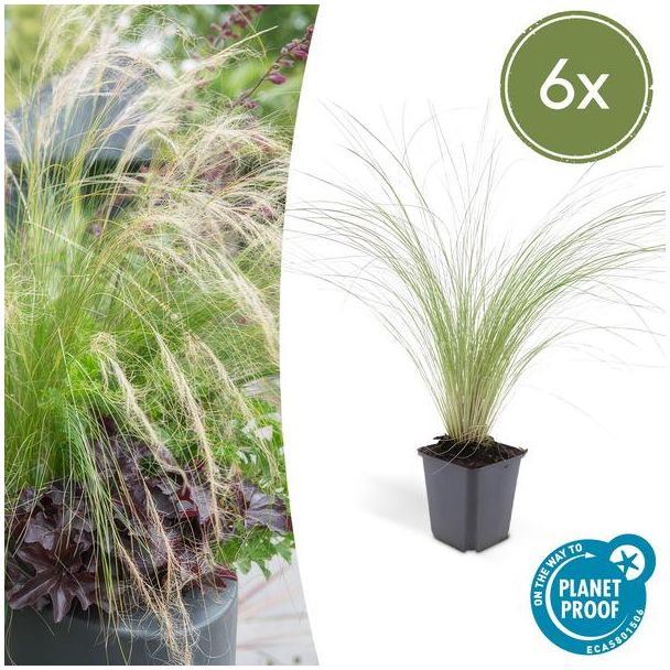 6x Mexicaans vedergras Stipa tenuissima 'Ponytails' - ↕10-25cm - Ø9cm