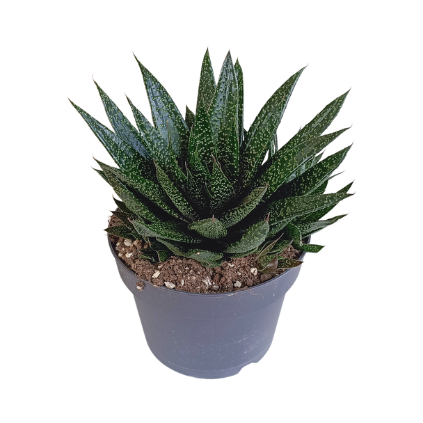 Gasteria  d Due 17cm