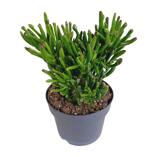 Crassula gollum 17cm