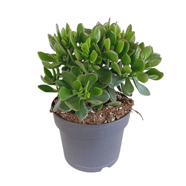 De Crassula Minova, Vetplant,  Ø17 - ↨40cm Hoog