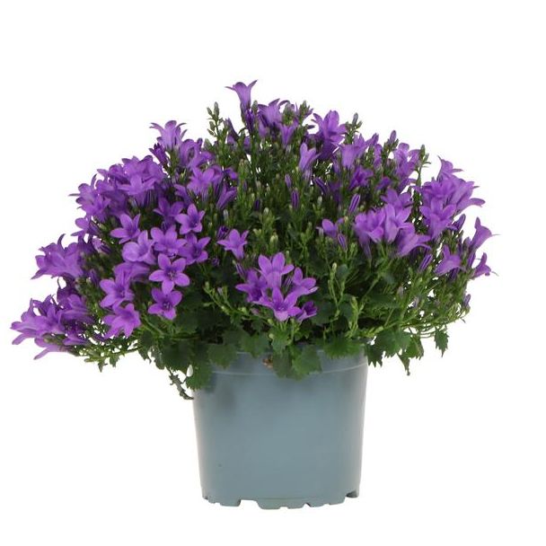 Campanula, Klokjesbloem, Kleur Paars, Tuinplant, Bloeiende Kamerplant, Campanula Addenda, potmaat 12cm