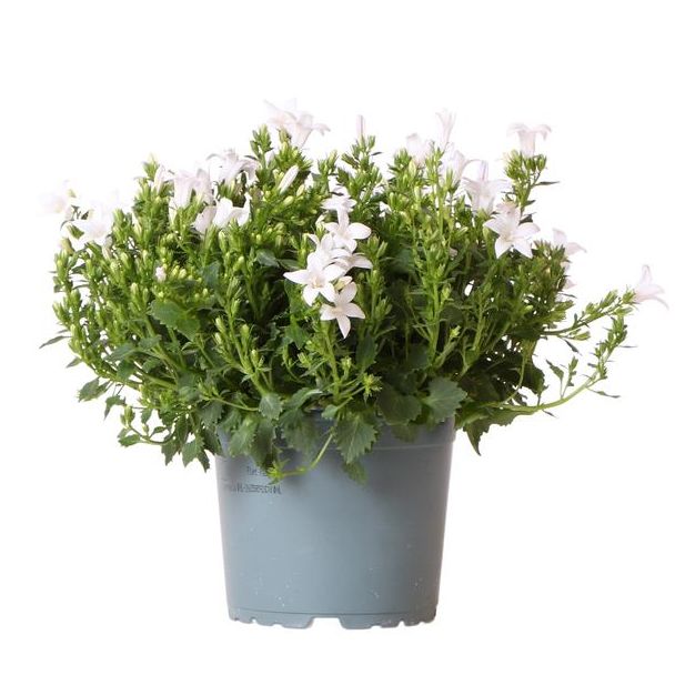 Campanula, Klokjesbloem, Kleur Wit, Tuinplanten, Bloeiende Kamerplanten,