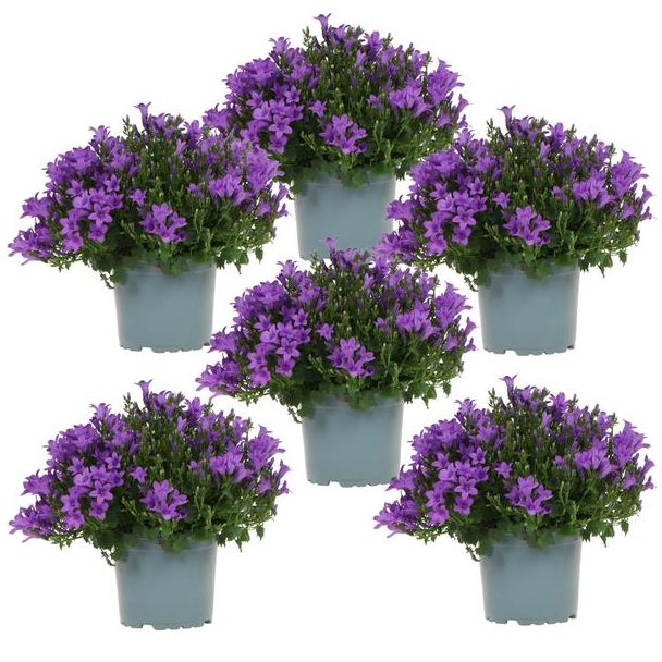 Campanula, Klokjesbloem, Aantal 6 stuks, Kleur Paars, Tuinplanten, Bodembedekkers, Campanula Addenda Ambella purple,