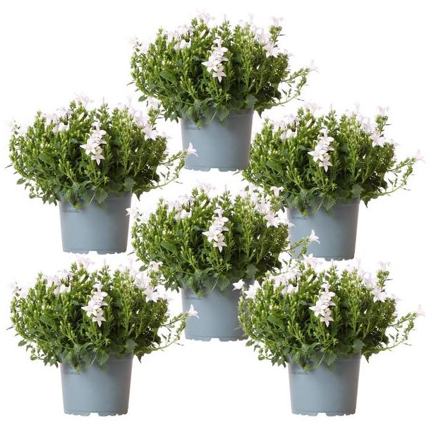 Campanula, Klokjesbloem, Aantal 6 stuks, Kleur Wit, Tuinplanten, Bodembedekkers