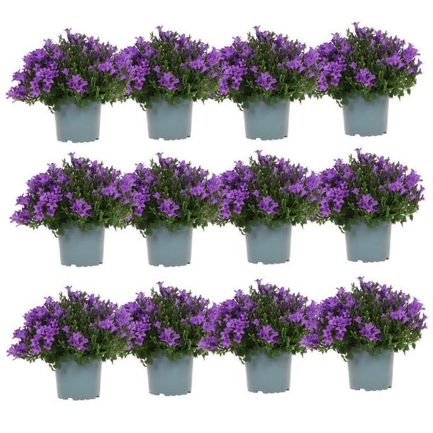 Campanula, Klokjesbloem, Aantal 12 stuks, Kleur Paars, Tuinplanten, Bodembedekkers, Campanula Addenda Ambella purple, potmaat 12 cm
