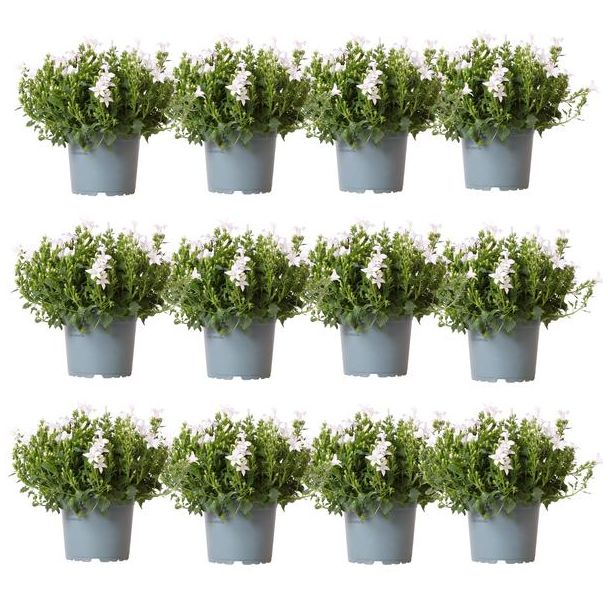 Campanula, Klokjesbloem, 12 Stuks,  Kleur Wit, Tuinplanten, Bodembedekker, Campanula Addenda Ambella white , Potmaat 12cm