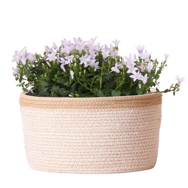 Mand met 3 stuks Campanula, Kleur Wit, Tuinplanten, Balkonplanten, Gevulde plaantenbak, Kamerplanten, Bloeiende Kamerplant, Campanula Addenda Ambella white