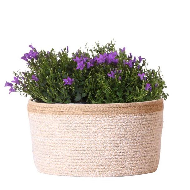 Mand met 3 stuks Campanula, Kleur paars, Tuinplanten,Balkonplanten, Gevulde plantenbak,  Kamerplant, Bloeiende kamerplant,Campanula Addenda Ambella Intense purple