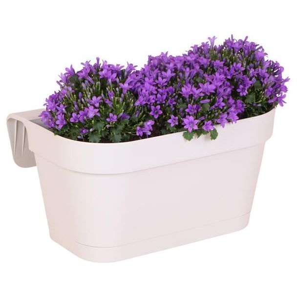 Balkonbak met 3 sutks Campanula, Kleur paars, tuinplant, Balkonplanten, Gevulde Plantenbak, Campanula Addenda Ambella Intense purple