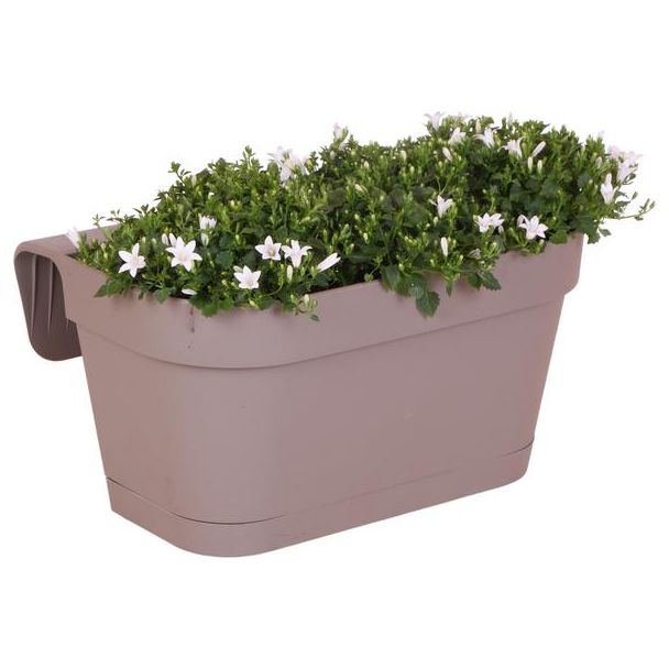 Balkonbak taupe met 3 stuks campanula, Kleur Wit, tuinplant, Balkonplanten, Gevulde plantenbak, Campanula Addenda Ambella white