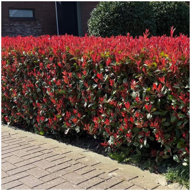 Beeld